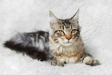 Fototapeta premium Black silver tabby maine cone cat posing on white background fur