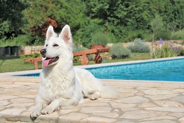 berger blanc suisse
