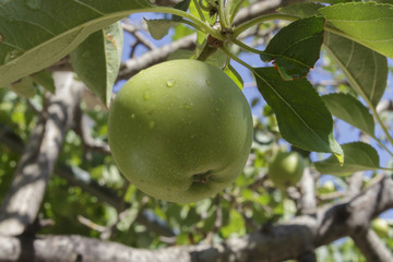 Fruit of the apple tree seen from below