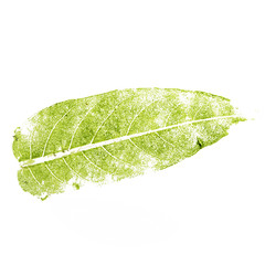 The imprint of a green leaf isolated on white background