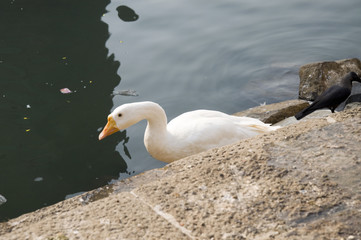 Duck Thirty Three
