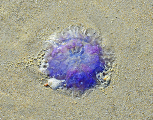 Qualle am Nordseestrand