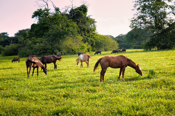 Fototapeta na wymiar Grazing horse in a tropical country field