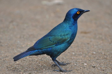 Obraz premium Cape Glossy Starling 2