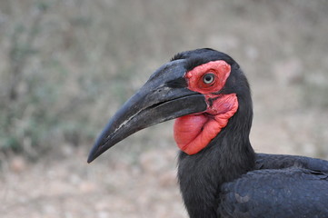 Southern Ground Hornbill Portrait