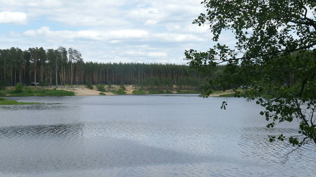 Pond Forest in the summer in Russia
