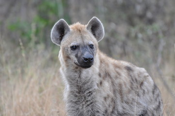 Spotted Hyena Portrait