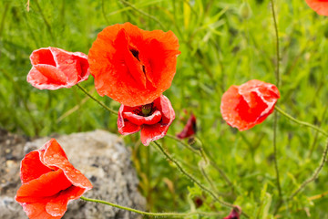 Polne maki © © Jakacki