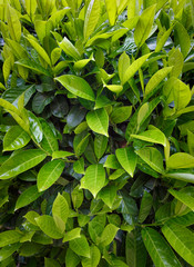 Background of green leaves