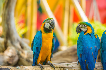 Macaw parrots birds.