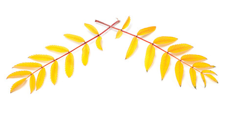 Yellowed autumn rowan leaves on white background