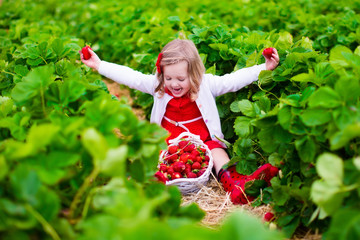 Little girl picking strawberry on a farm field
