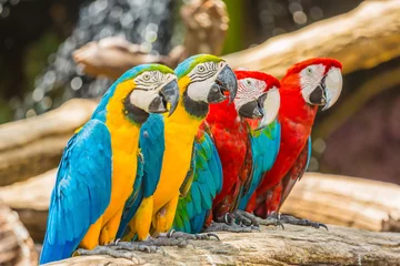Fotobehang Papegaai Ara papegaaien vogels.