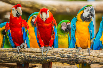 Macaw parrots birds. © pushish images