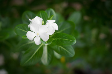 White periwinkle in garden