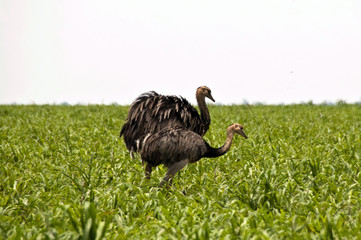Ema, Feliz Natal, Mato Grosso