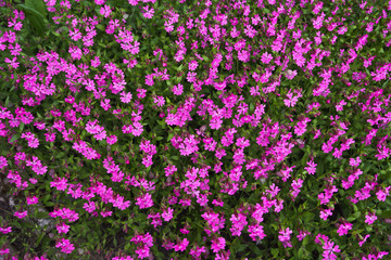 Spring floral background