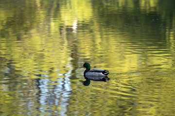Mallard Duck