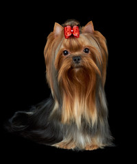 Naklejka premium Very nice dog on black