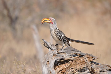 Southern Yellow-billed Hornbill
