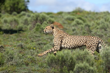 A beautiful image of a cheetah running while hunting on the the plains.Taken on safari in Africa.