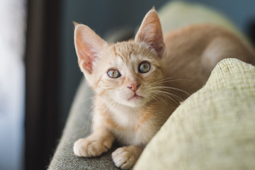 Little orange cat on the top of a couch