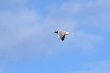 Black-headed gull (Chroicocephalus ridibundus) in flight with a clouded sky