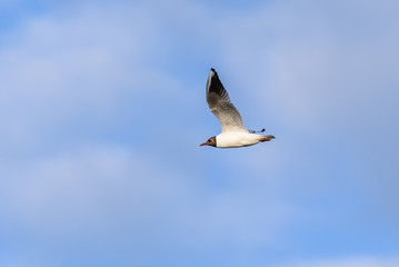 Black-headed gull (Chroicocephalus ridibundus) in flight with a clouded sky