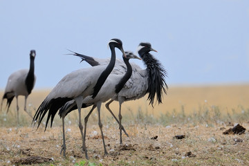 Fototapeta premium Demoiselle Crane Family in Kalmykia Steppe