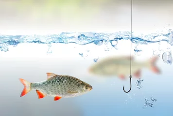 Foto auf Acrylglas Antireflex Fishing hook under water and rudd fish © vchalup