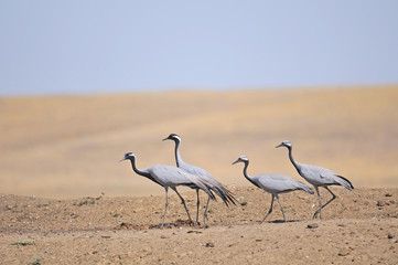 Family of Demoiselle Cranes in Steppe