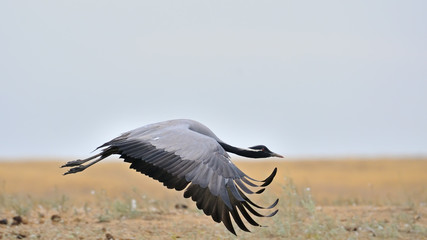 Flying Demoiselle crane in Kalmykia steppe