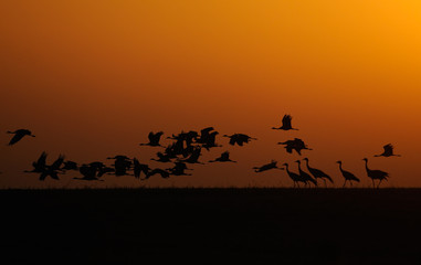 Fototapeta na wymiar Flying Demoiselle Cranes at Dawn