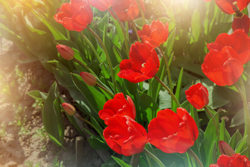 cute red tulips in a sunny garden