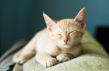 Orange tabby kitten sleeping