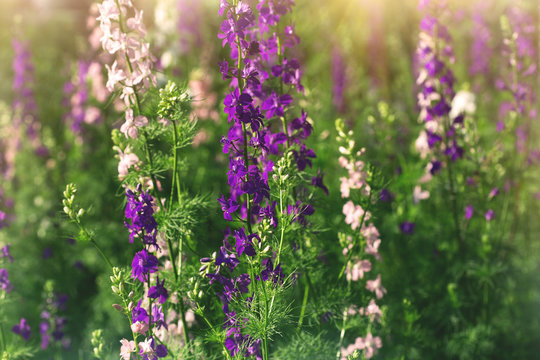 Fototapeta pink and purple delphinium flowers in a sunny garden