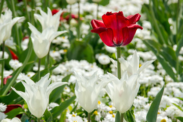 Blumenwiese Karte