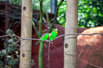 Budgerigar couple
