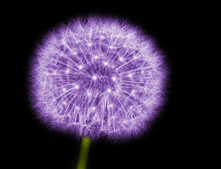 dandelion in purple on black background close up