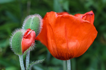 Mohnblumen blühen