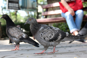 Two pigeons wandering around on the sidewalk in search for food