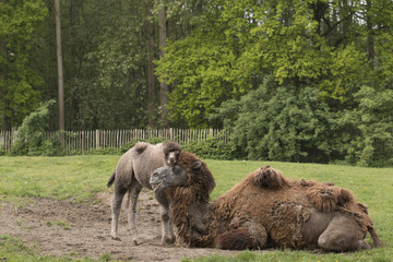 Fototapeta premium Camel with foal