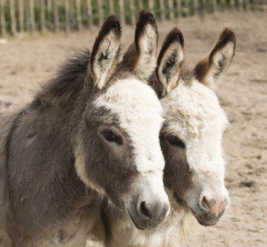 Headshot of two donkeys