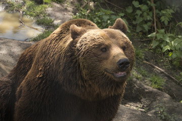 Grizzly bear