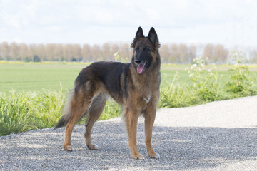 Belgian shepherd Tervuren, standing