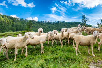 Obraz na płótnie Canvas Transhumance of sheep in the mountains