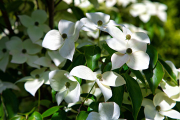 Cornus kousa with white flowers - obrazy, fototapety, plakaty