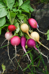 Red, Purple and White Radishes 