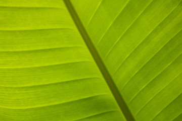 Close up of a Banana Leaf