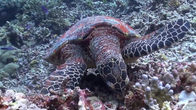 Hawksbill Turtle on a coral reef when eating